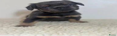 French Bulldog 4