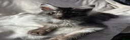 Maine Coon cats for sale: maine coon  - Advert 11