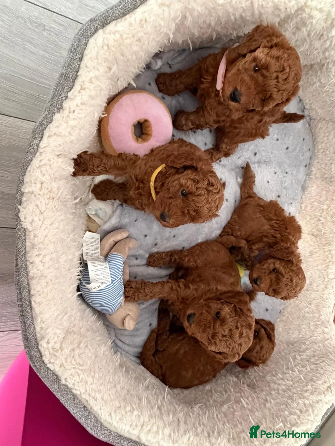 Toy Poodle dogs for sale: Red toy poodle - Advert 2
