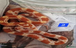Corn Snake reptiles for sale: Hatchling corn snakes - Advert 4