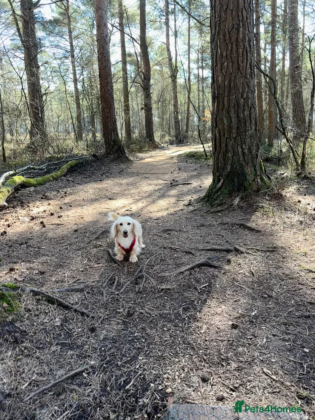 Miniature Dachshund dogs for sale: Beautiful miniature long haired dachshunds - Advert 11