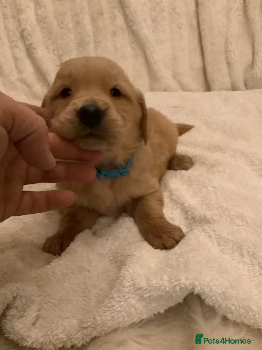 Golden Retriever dogs for sale: KC registered dark red golden retrievers - Advert 10