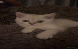 British Shorthair cats for sale: White / bits of beige and grey / British shorthair - Image 1