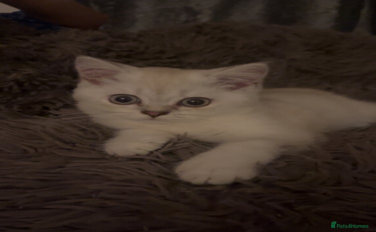 British Shorthair cats - Advert 5