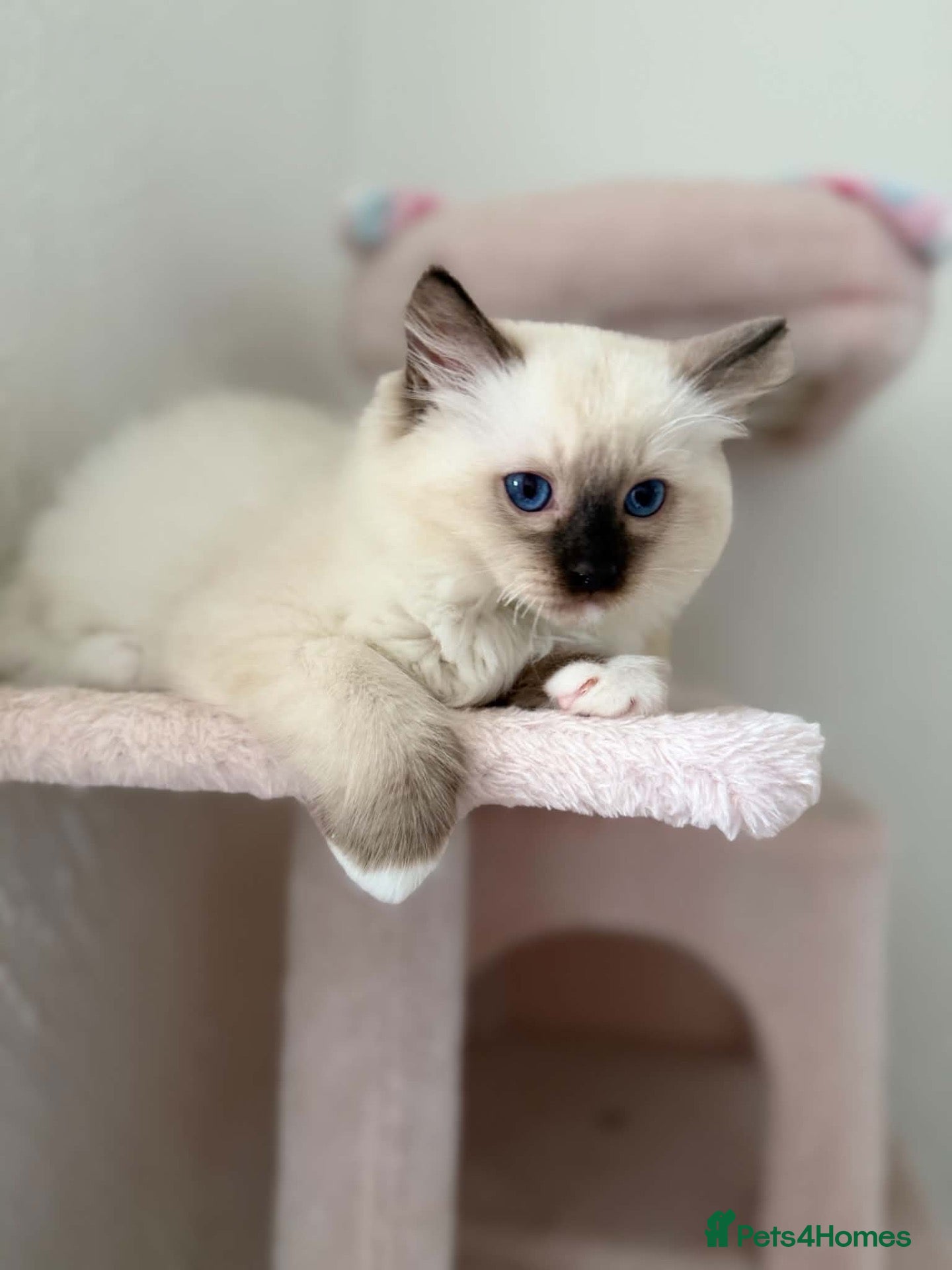 Ragdoll cats Ragdoll - Advert 6