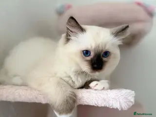 Ragdoll cats Ragdoll - Advert 6