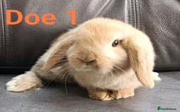 Mini Lop rabbits for sale: 🐰Beautiful mixed litter of Plush x Mini Lop kits - Image 13