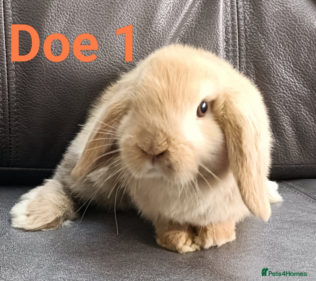Mini Lop rabbits for sale: 🐰Beautiful mixed litter of Plush x Mini Lop kits - Image 13