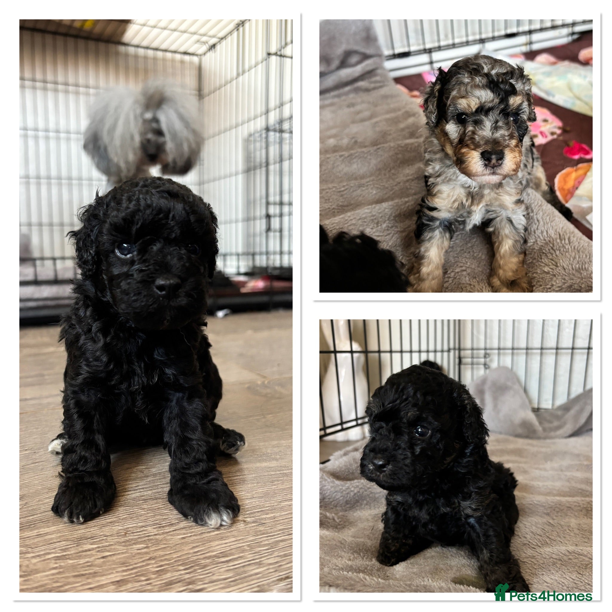 Cavapoo dogs Outstanding Cavapoo puppies - Advert 6