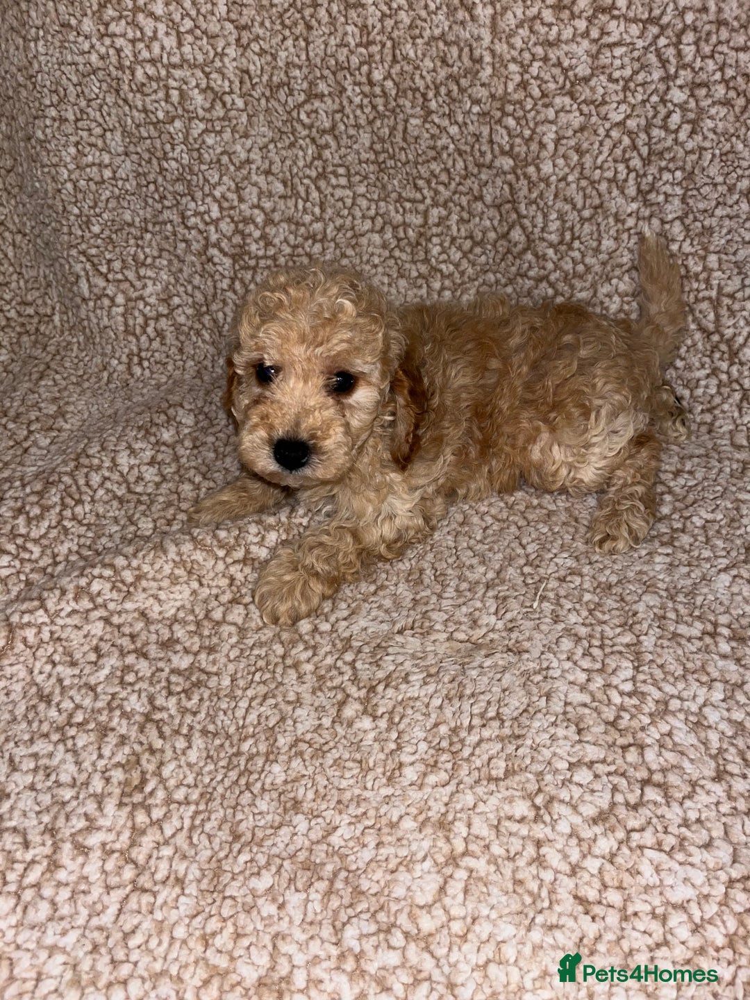 Cavapoochon dogs for sale: Beautiful cavapoochon baby’s  - Advert 10
