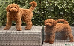 Miniature Poodle dogs for stud: KC health tested dog via POLICE K9 behaviourist - Image 23