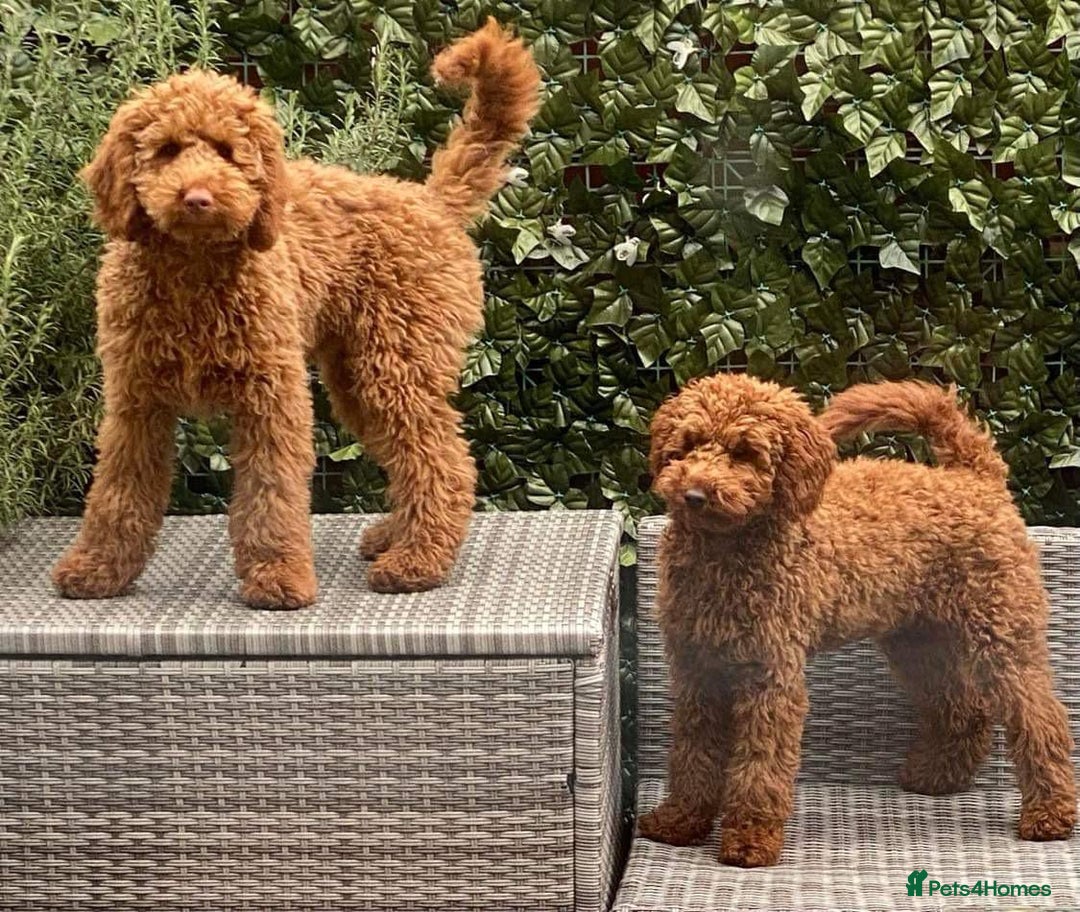 Miniature Poodle dogs for stud: KC health tested dog via POLICE K9 behaviourist - Image 23