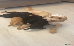 Cockapoo dogs for sale: Beautiful cockapoos for sale  - Image 6