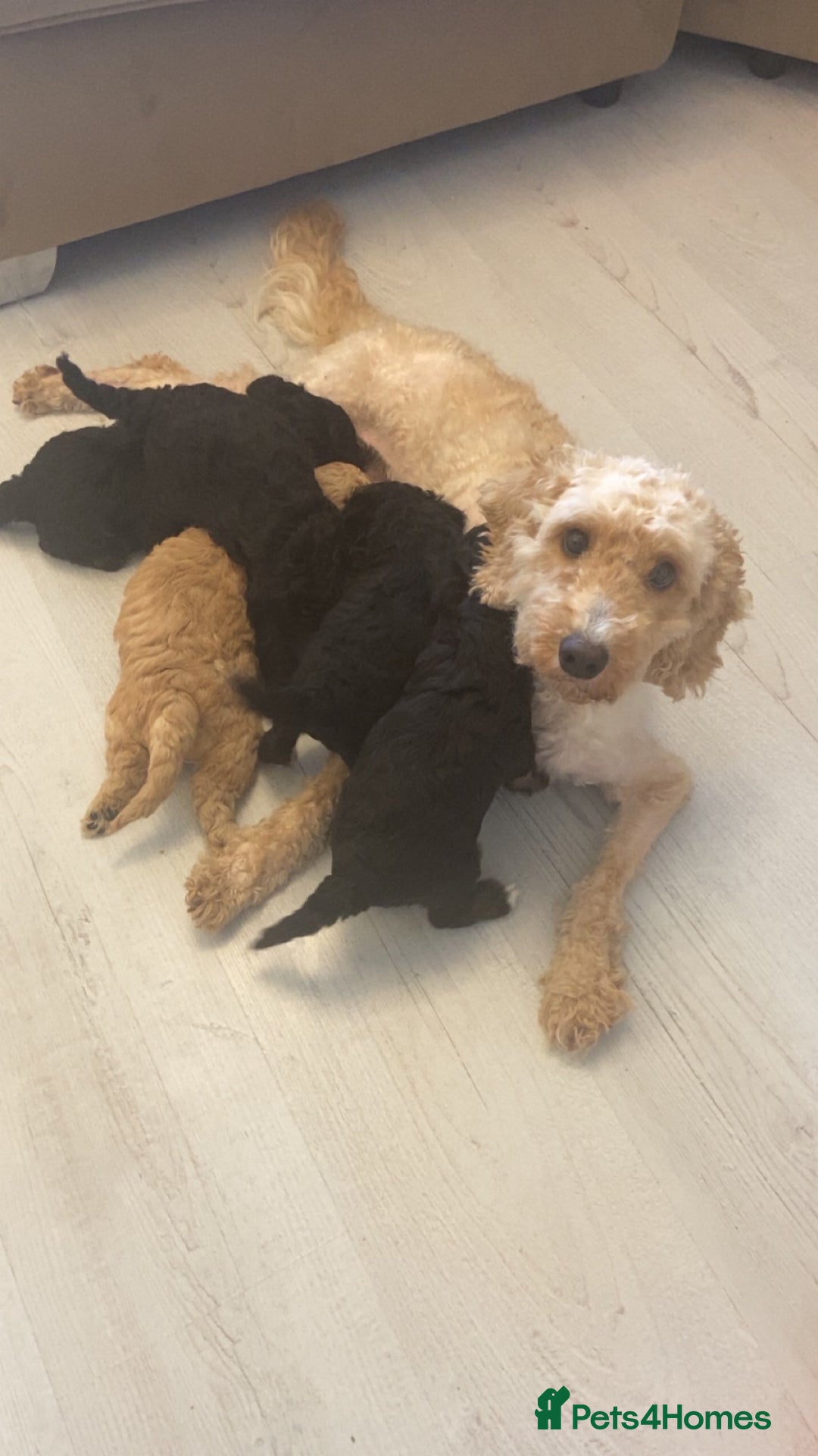 Cockapoo dogs for sale: Beautiful cockapoos for sale  - Image 6