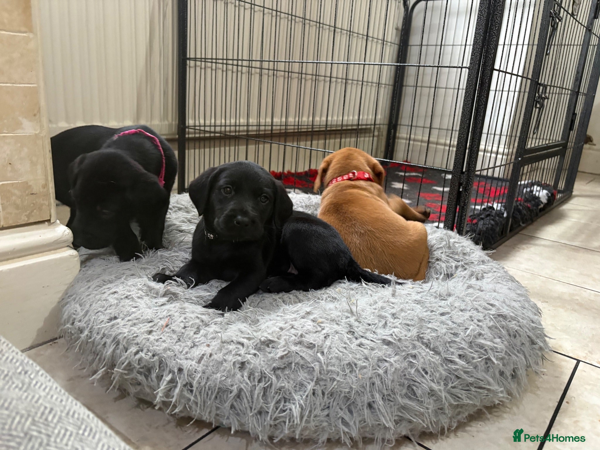 Labrador Retriever dogs Health Tested IGL Champion Bred Labrador Puppies  - Advert 1