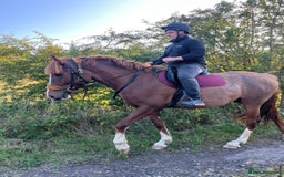 Clydesdale horses for sale: 4yo Clydesdale x Sports Horse Mare –16h - Image 6