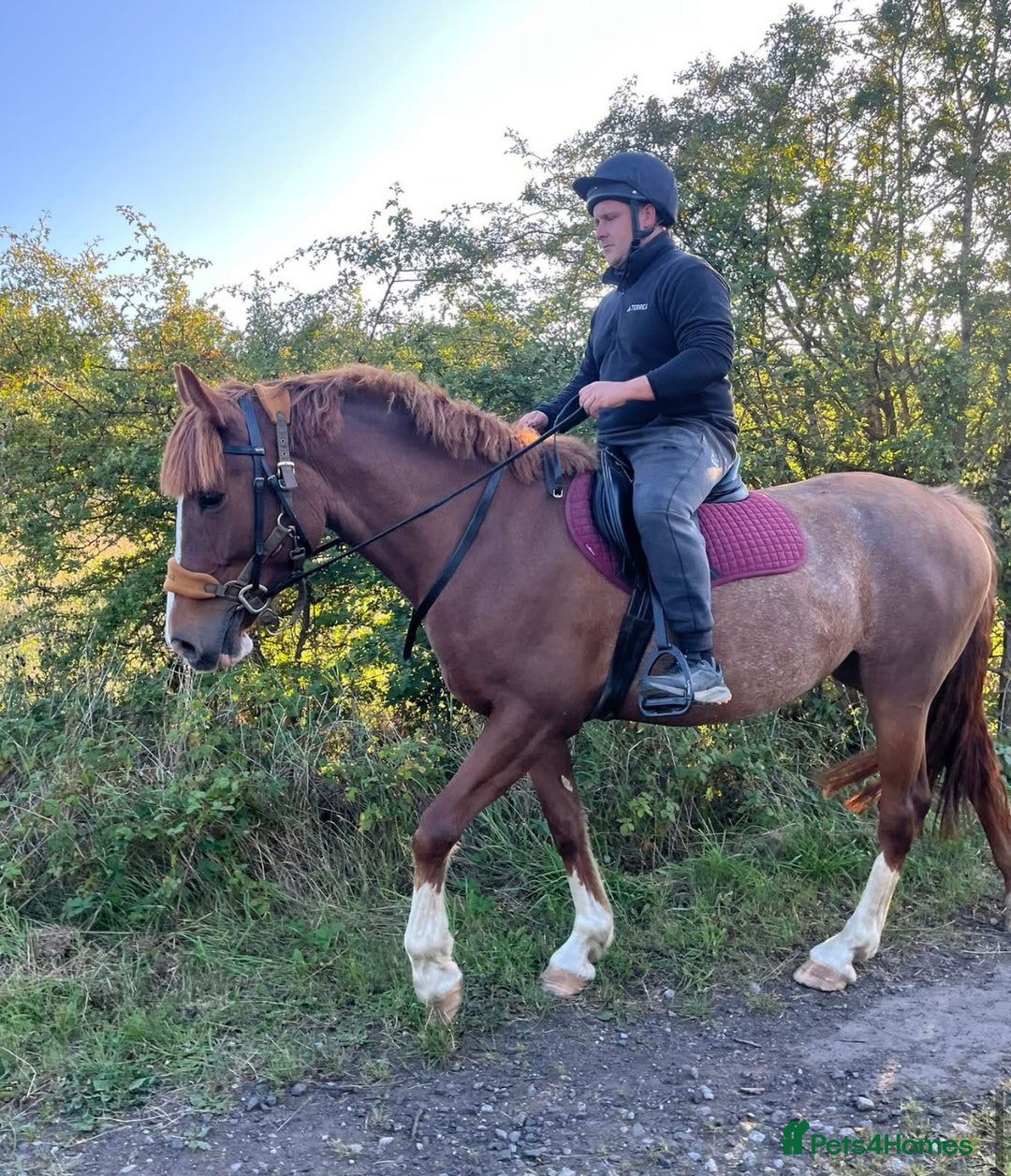Clydesdale horses for sale: 4yo Clydesdale x Sports Horse Mare –16h - Image 6