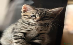 Mixed Breed cats for sale: Cute Kittens - Image 1