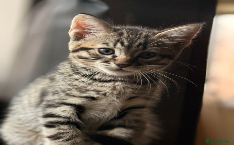 Mixed Breed cats - Advert 9