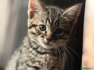 Mixed Breed cats - Advert 2