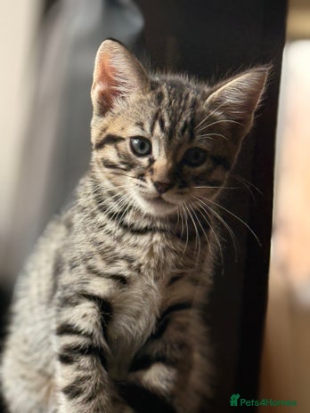Mixed Breed cats - Advert 4
