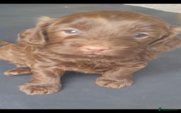 Cockapoo dogs for sale: F1b Cockapoo pups - Image 12