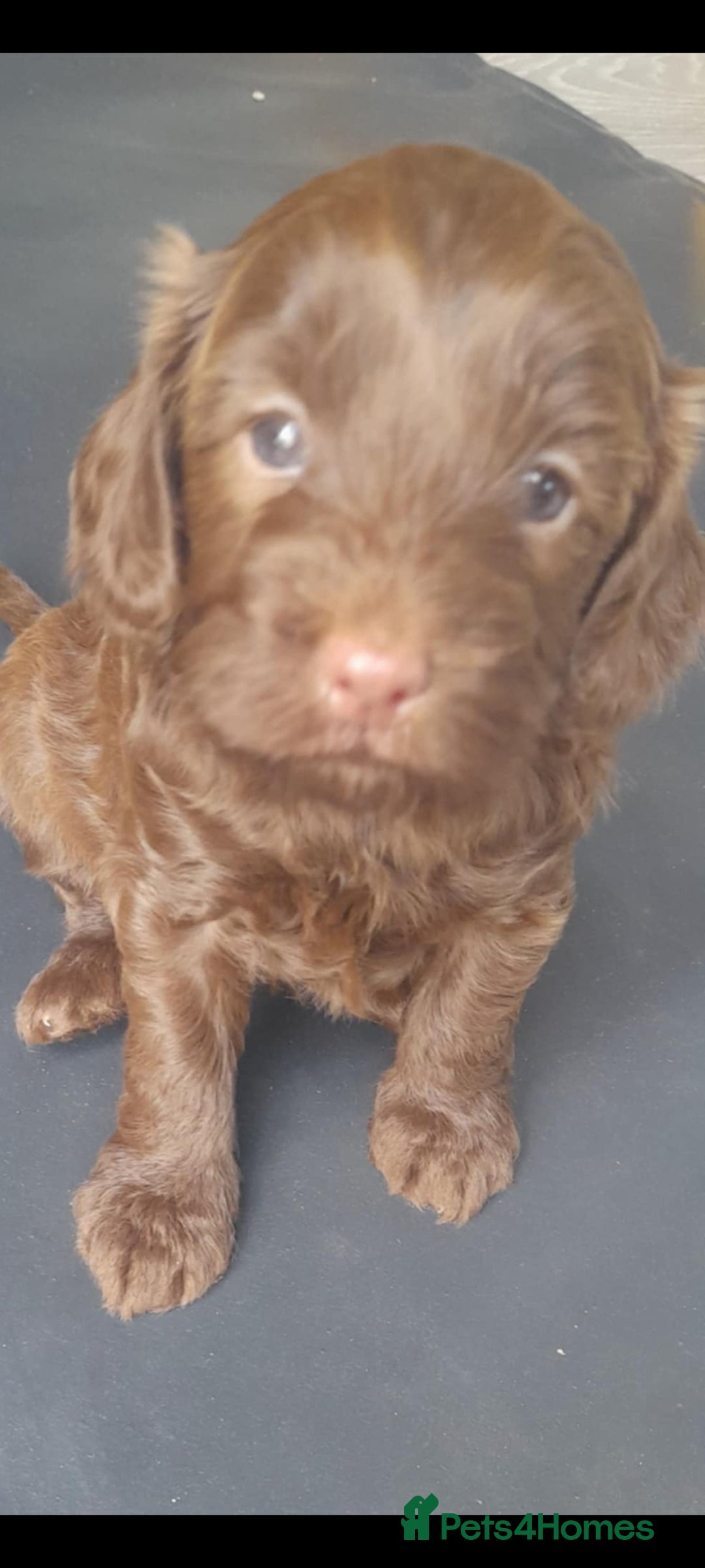 Cockapoo dogs for sale: F1b Cockapoo pups - Image 12
