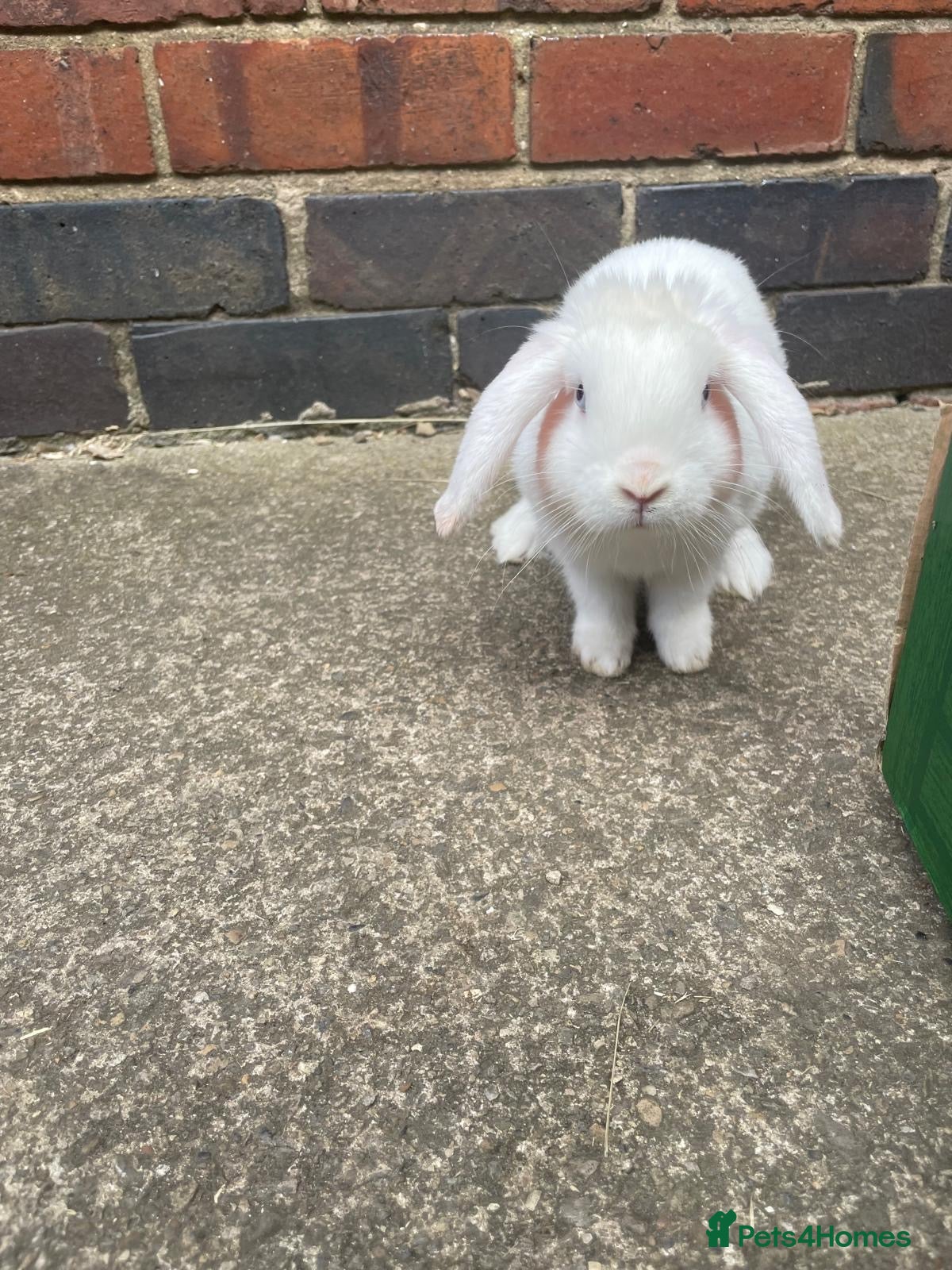 Mini Lop rabbits CUTE white rabbit - Advert 2