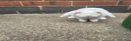 Mini Lop rabbits for sale: CUTE white rabbit - Advert 1