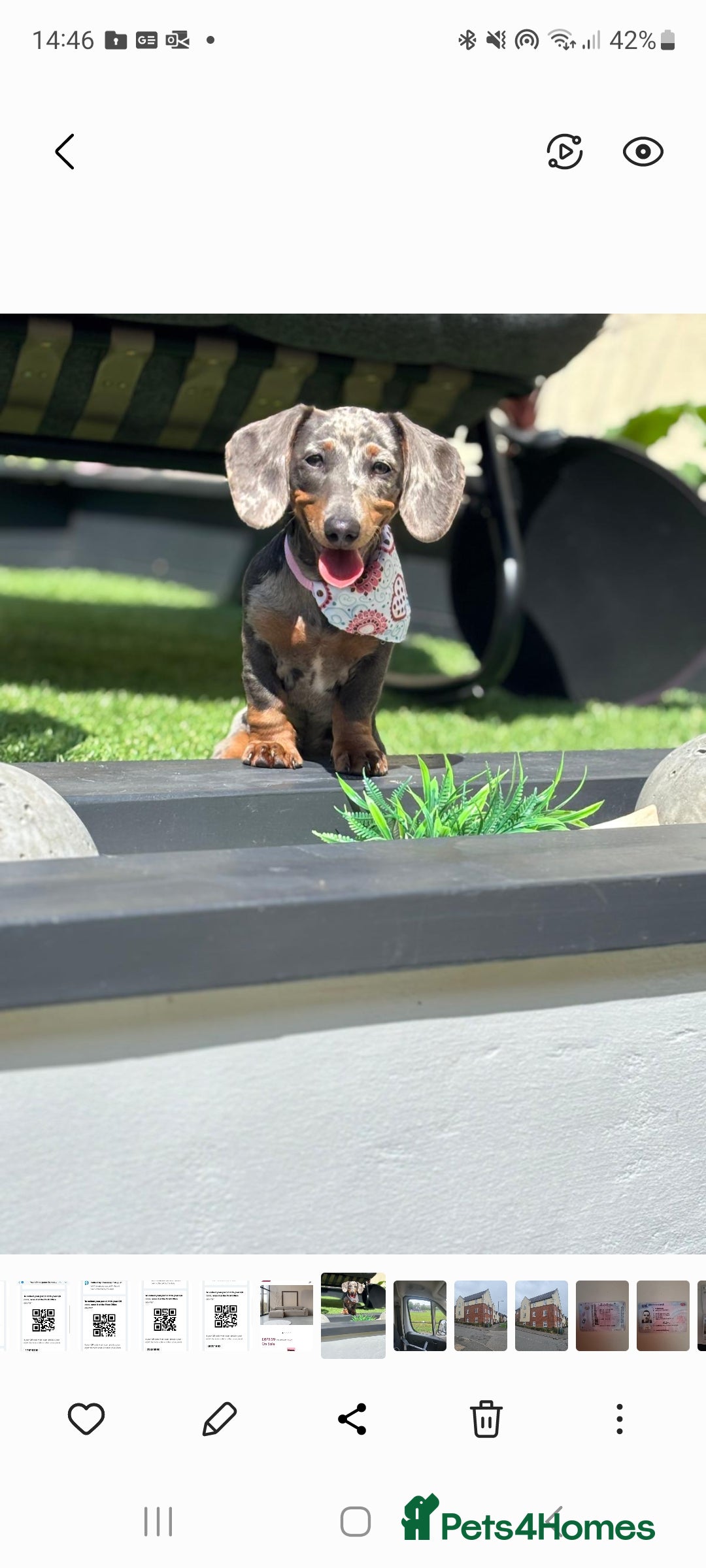Dachshund dogs for sale: Blue Dapple miniature dachshund - Image 5