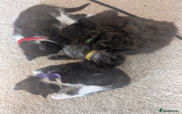 Maine Coon cats for sale: Kittens for sale - Image 23