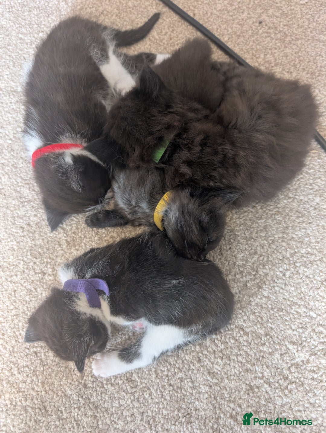 Maine Coon cats for sale: Kittens for sale - Image 23