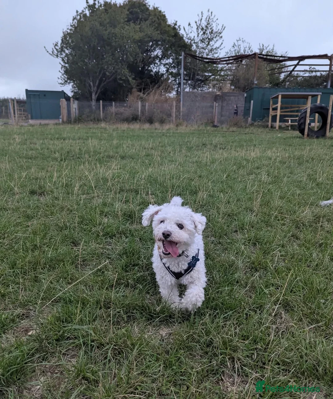 Bichon Frise dogs for adoption: Albie - Bichon For Adoption in Bristol - Advert 2