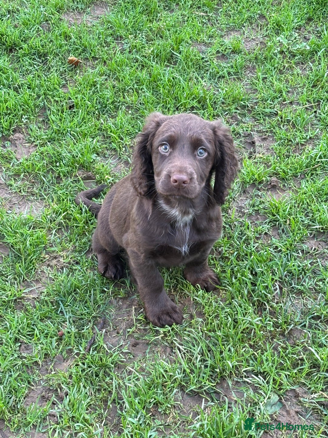 Cocker Spaniel dogs for sale: 1 Adorable working cocker spaniel pup boy 🐶  - Advert 13