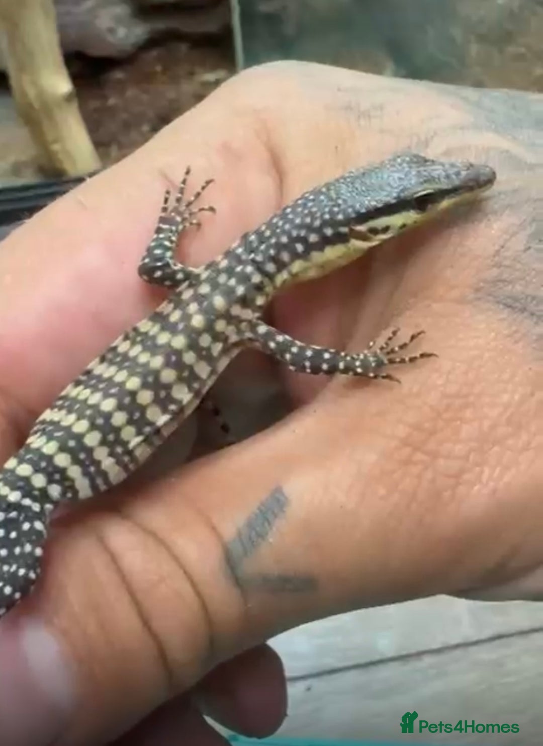 Monitor reptiles for sale: Kimberley rock monitor - Image 4