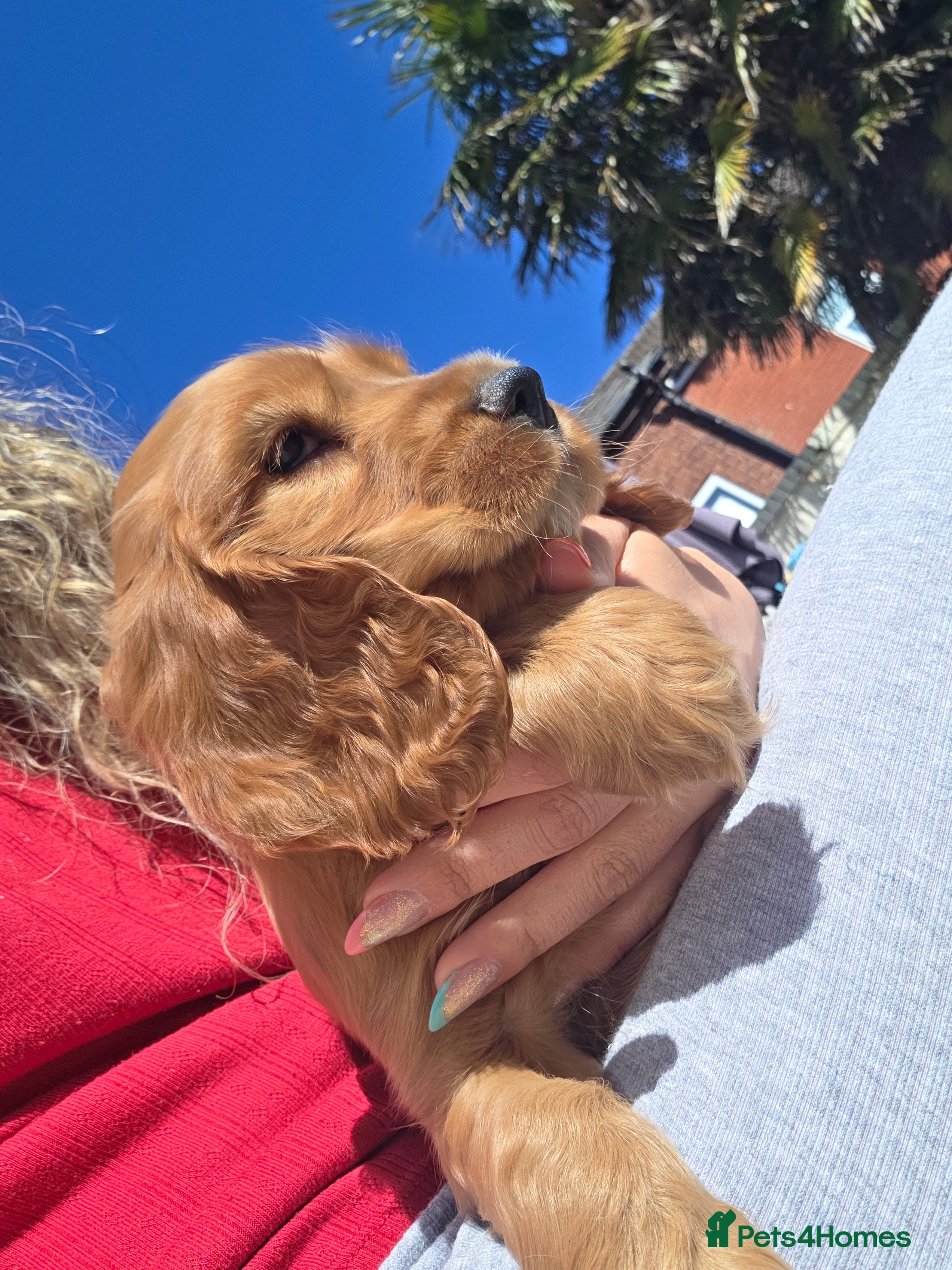 Cocker Spaniel dogs Cocker spaniel puppies - Advert 16
