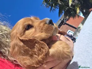 Cocker Spaniel dogs Cocker spaniel puppies - Advert 16
