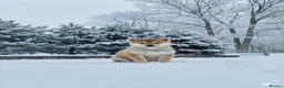 Japanese Shiba Inu dogs for sale: Japanese Shiba health tested , champion bloodline  - Advert 1