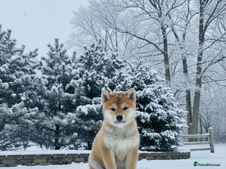 Japanese Shiba Inu dogs Japanese Shiba health tested , champion bloodline - Advert 5