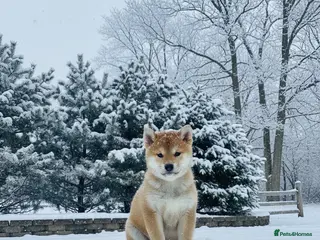 Japanese Shiba Inu dogs Japanese Shiba health tested , champion bloodline - Advert 14