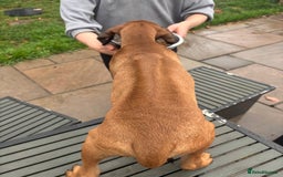 Rhodesian Ridgeback dogs for sale: Kc registered Rhodesian Ridgebacks puppies - Image 17