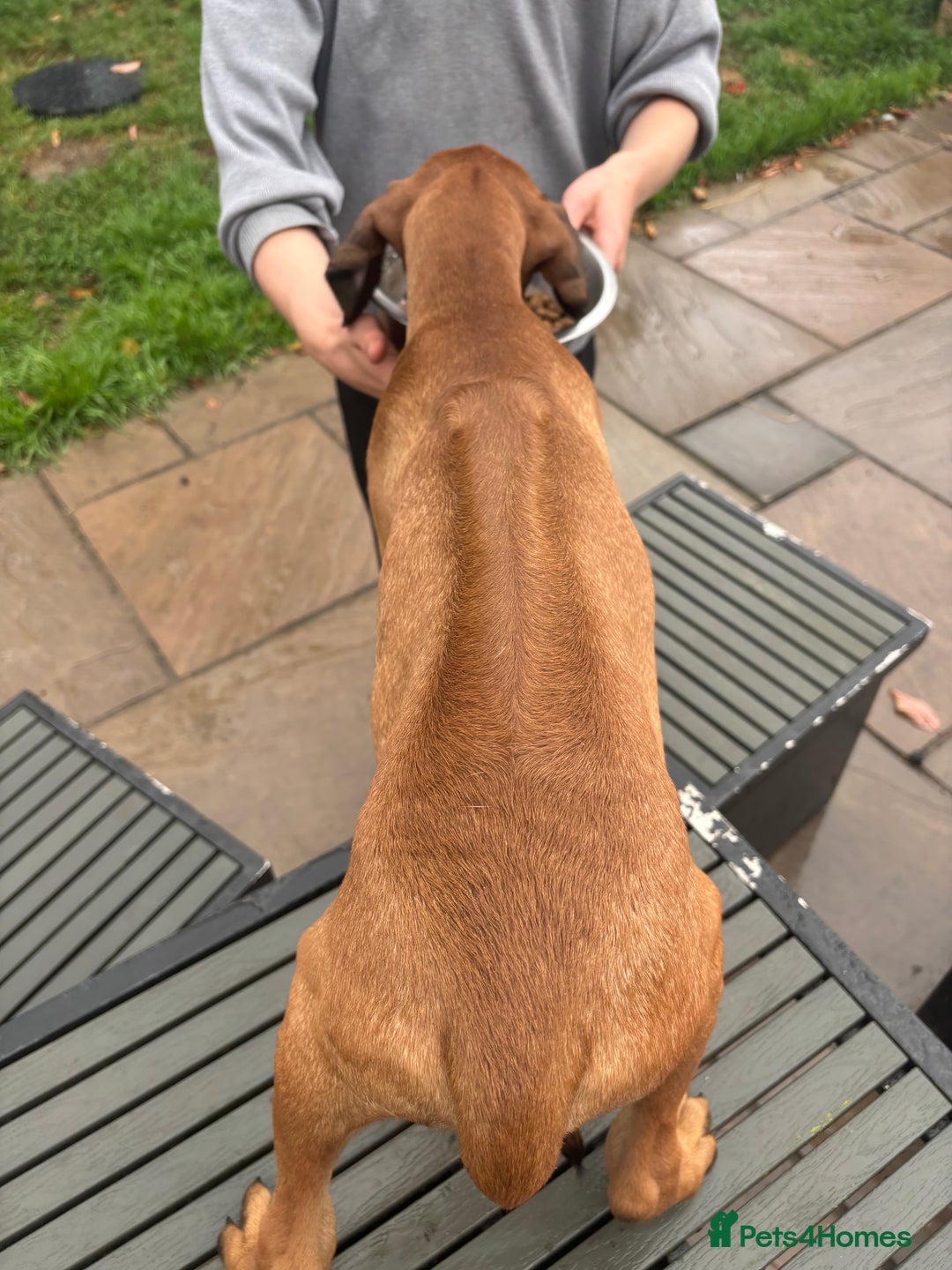 Rhodesian Ridgeback dogs for sale: Kc registered Rhodesian Ridgebacks puppies - Image 17