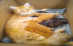 Maine Coon cats for sale: Raare Maine Coons - Image 7