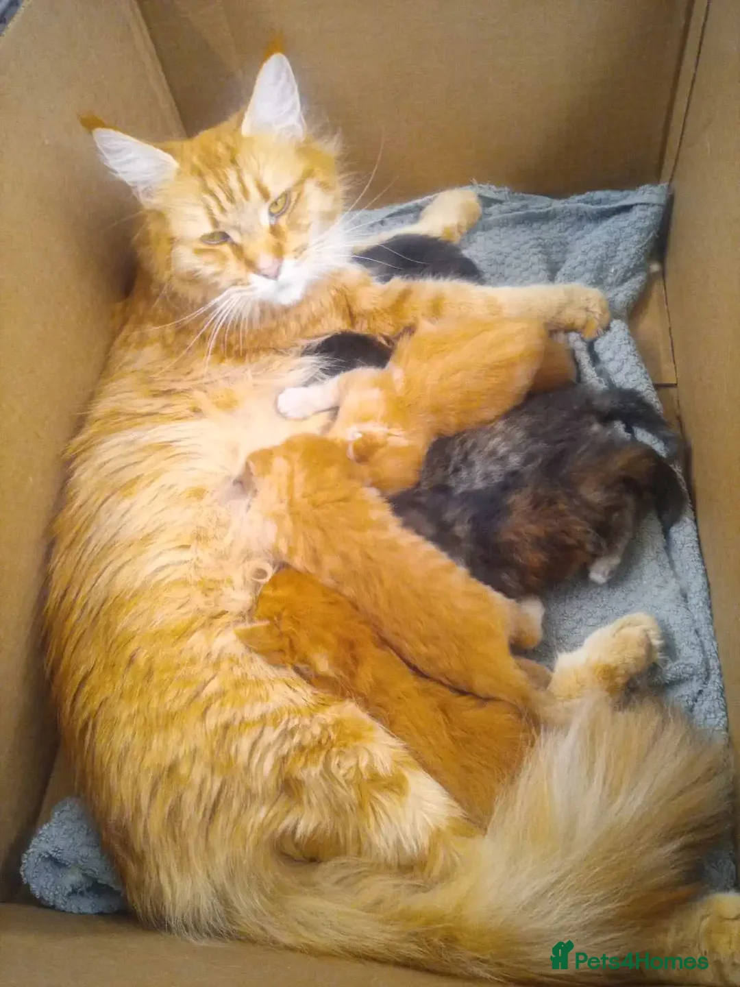 Maine Coon cats for sale: Raare Maine Coons - Image 7