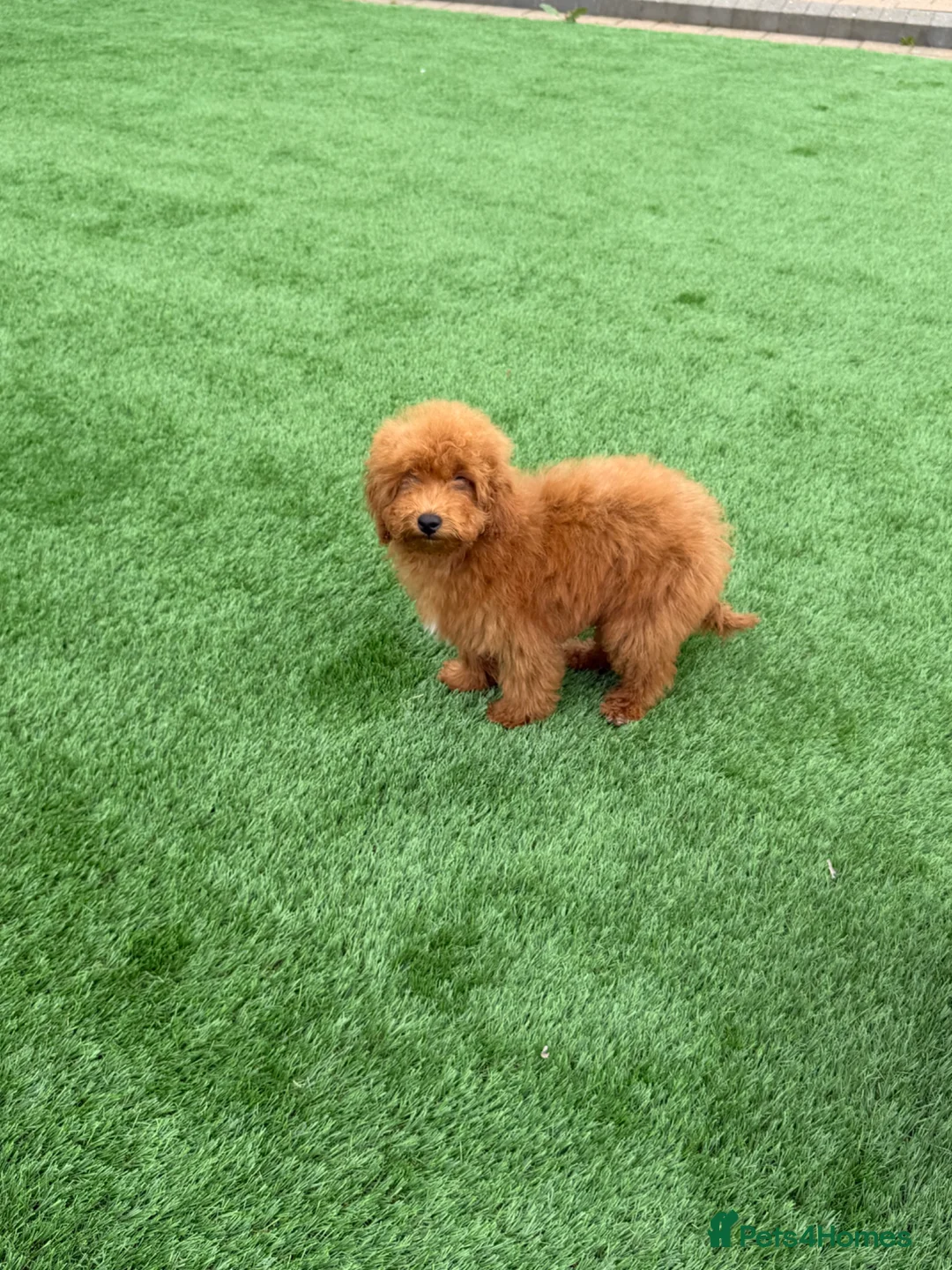Toy Poodle dogs for sale: Toy poodle - Advert 2
