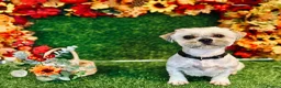Shihpoo dogs for sale: 7 beautiful Shih Poo puppies  - Advert 16
