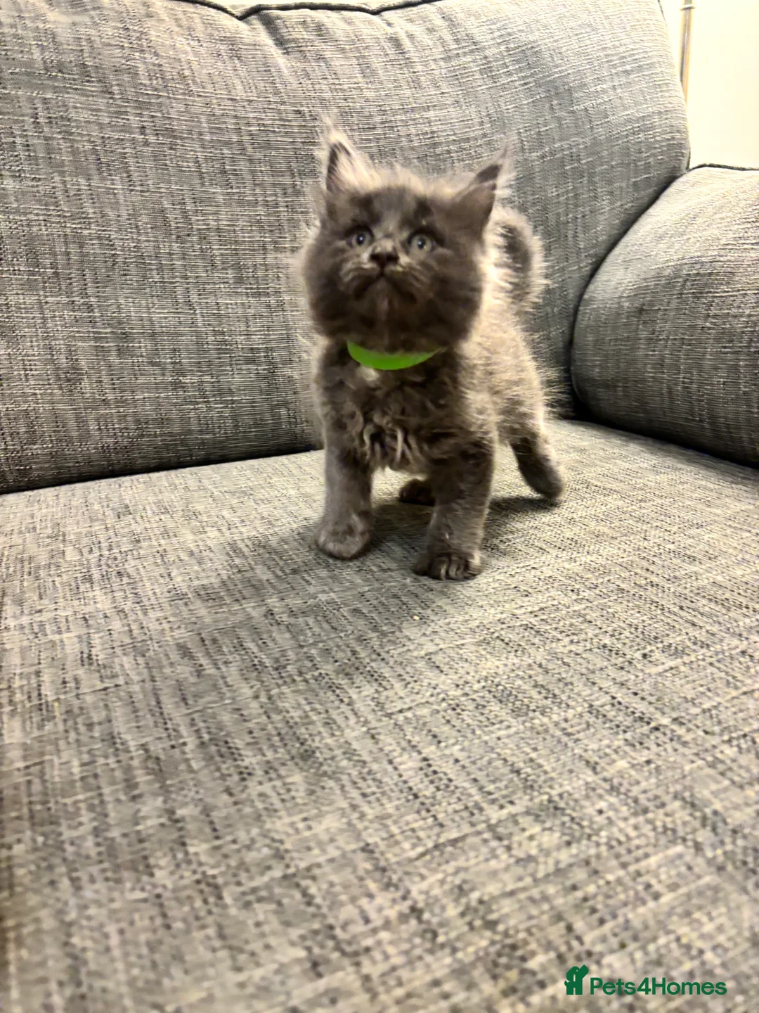 Maine Coon cats for sale: Maine Coon Kittens  - Advert 6