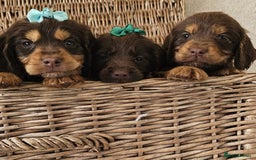 Cocker Spaniel dogs for sale: Ready this Thursday vet checked  - Image 4