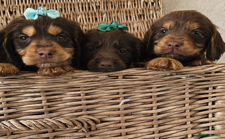 Cocker Spaniel dogs - Advert 14