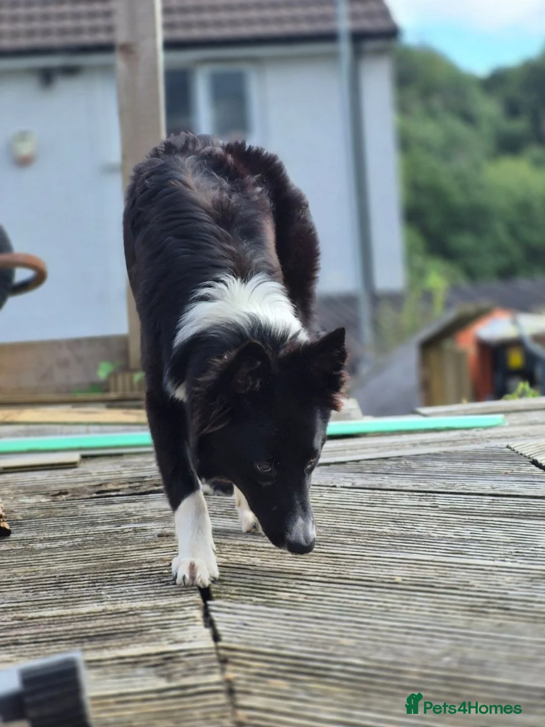 Border Collie dogs for sale: Max for rehome in Plymouth - Advert 5